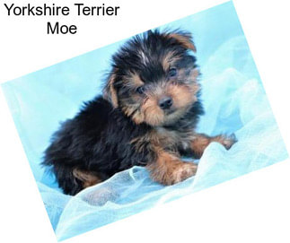 Yorkshire Terrier Moe