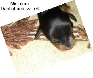 Miniature Dachshund Izzie 6