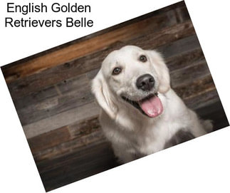 English Golden Retrievers Belle