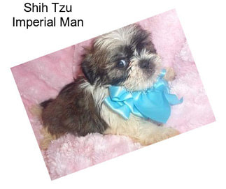 Shih Tzu Imperial Man