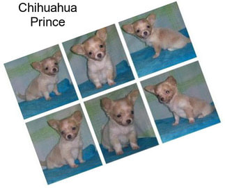 Chihuahua Prince