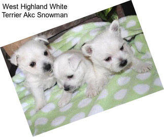 West Highland White Terrier Akc Snowman