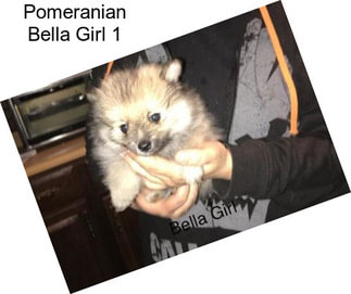 Pomeranian Bella Girl 1
