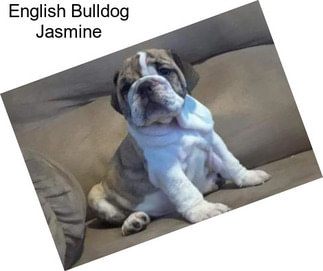 English Bulldog Jasmine