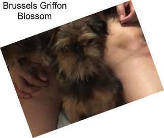 Brussels Griffon Blossom