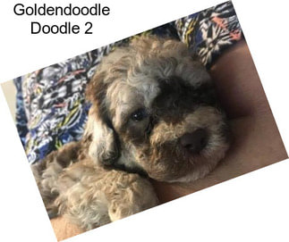Goldendoodle Doodle 2