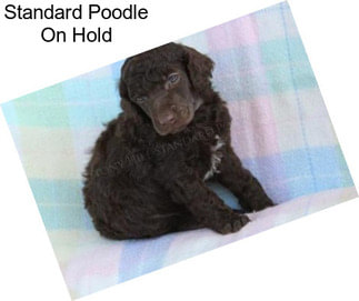 Standard Poodle On Hold