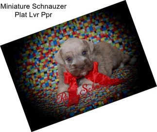 Miniature Schnauzer Plat Lvr Ppr