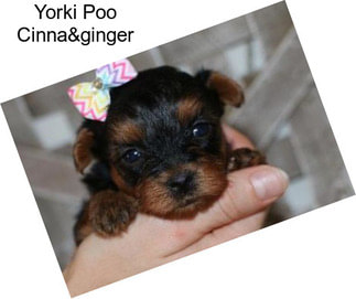 Yorki Poo Cinna&ginger