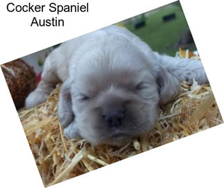 Cocker Spaniel Austin