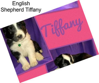 English Shepherd Tiffany