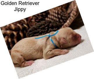 Golden Retriever Jippy