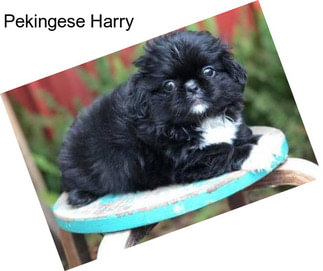 Pekingese Harry