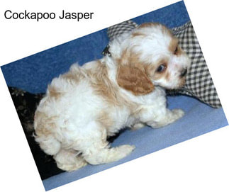 Cockapoo Jasper