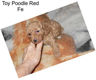 Toy Poodle Red Fe