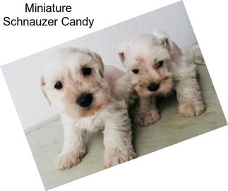 Miniature Schnauzer Candy