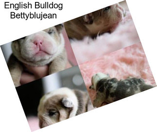 English Bulldog Bettyblujean