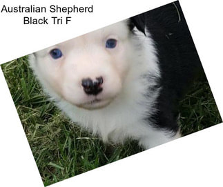 Australian Shepherd Black Tri F