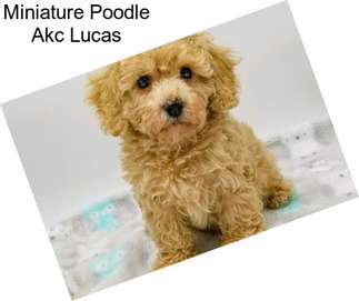 Miniature Poodle Akc Lucas