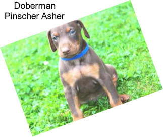 Doberman Pinscher Asher