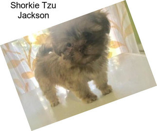 Shorkie Tzu Jackson