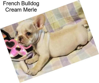French Bulldog Cream Merle