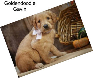Goldendoodle Gavin
