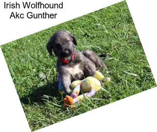 Irish Wolfhound Akc Gunther