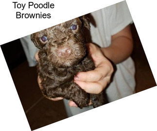 Toy Poodle Brownies