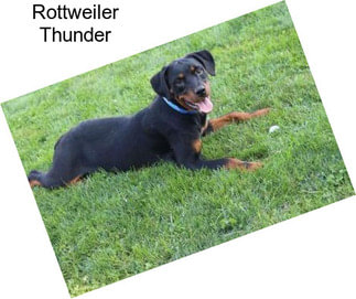 Rottweiler Thunder