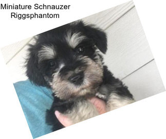 Miniature Schnauzer Riggsphantom