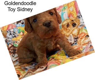 Goldendoodle Toy Sidney