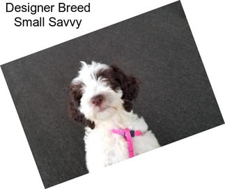 Designer Breed Small Savvy