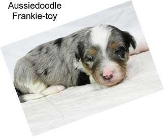 Aussiedoodle Frankie-toy