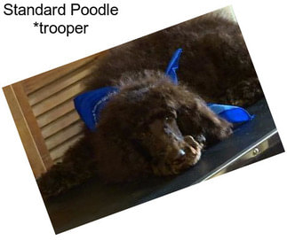 Standard Poodle *trooper