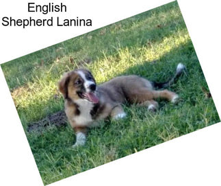 English Shepherd Lanina