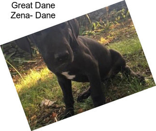 Great Dane Zena- Dane