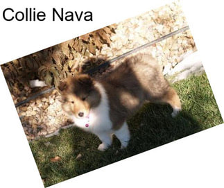 Collie Nava