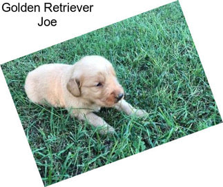Golden Retriever Joe