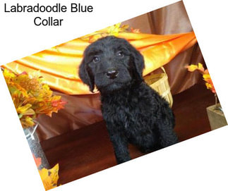 Labradoodle Blue Collar