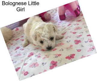 Bolognese Little Girl