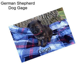 German Shepherd Dog Gage