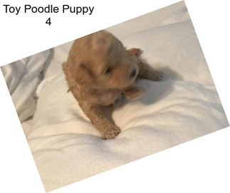 Toy Poodle Puppy 4