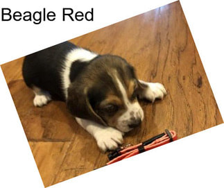 Beagle Red