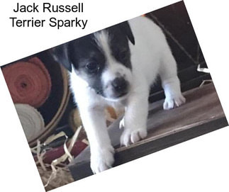 Jack Russell Terrier Sparky
