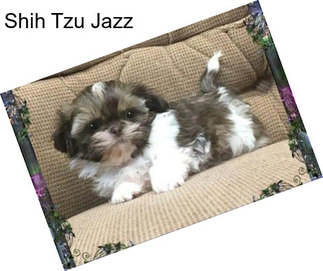 Shih Tzu Jazz