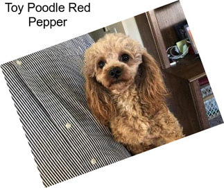 Toy Poodle Red Pepper