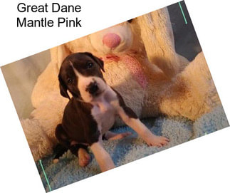 Great Dane Mantle Pink