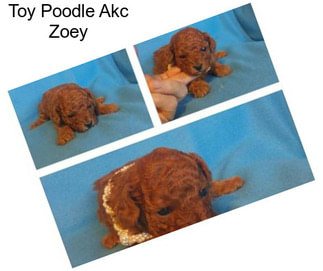 Toy Poodle Akc Zoey