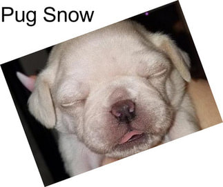 Pug Snow